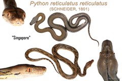 Malayopython reticulatus • © Mary-Ruth Low • All Rights Reserved
