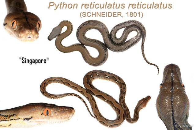 Malayopython reticulatus • © Mary-Ruth Low • All Rights Reserved