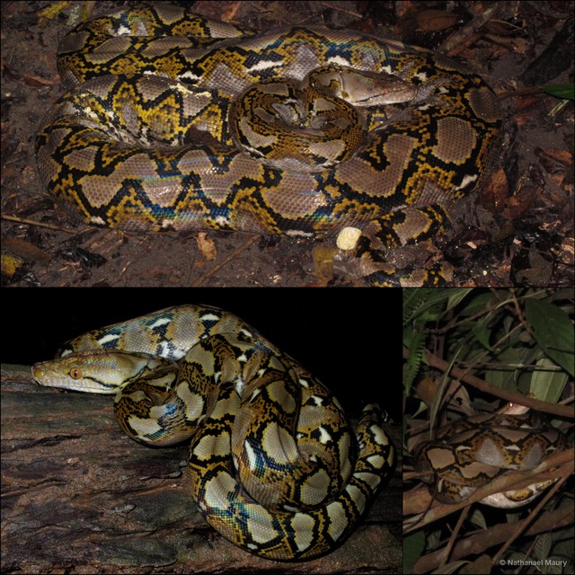 Malayopython reticulatus