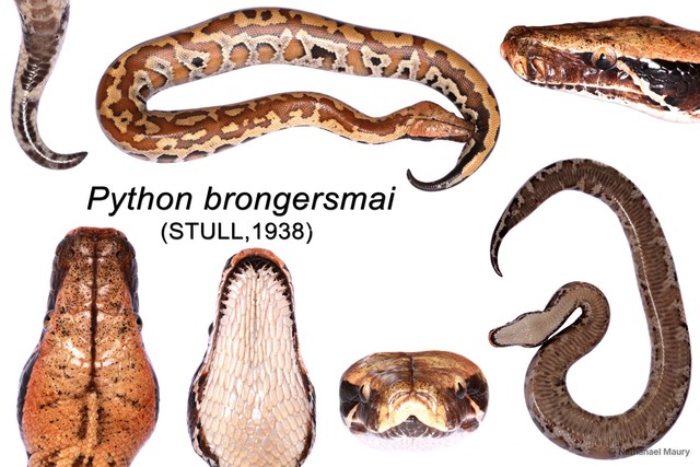 Python brongersmai • © Nathanael Maury • All Rights Reserved
