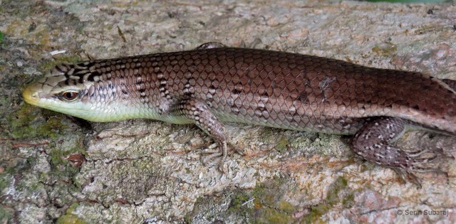 Dasia olivacea • © Serin Subaraj • All Rights Reserved