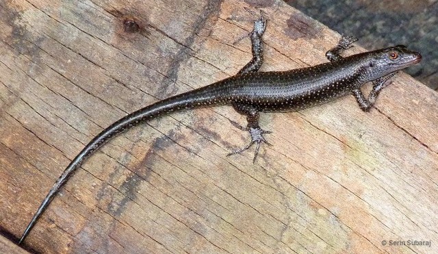Emoia atrocostata • © Serin Subaraj • All Rights Reserved