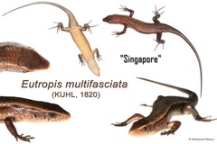 Eutropis multifasciata