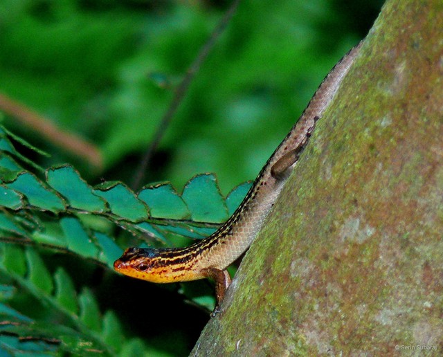 Eutropis rugifera • © Serin Subaraj • All Rights Reserved