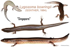 Subdoluseps bowringii