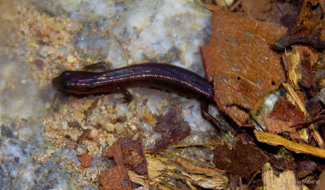 Tytthoscincus temasekensis • © Serin Subaraj • All Rights Reserved
