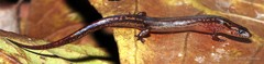 Tytthoscincus temasekensis • © Noel Thomas • All Rights Reserved