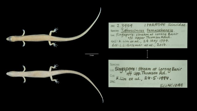 Tytthoscincus temasekensis