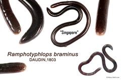 Indotyphlops braminus • © Mary-Ruth Low • All Rights Reserved