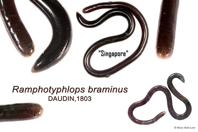 Indotyphlops braminus • © Mary-Ruth Low • All Rights Reserved