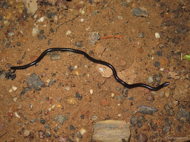 Indotyphlops braminus
