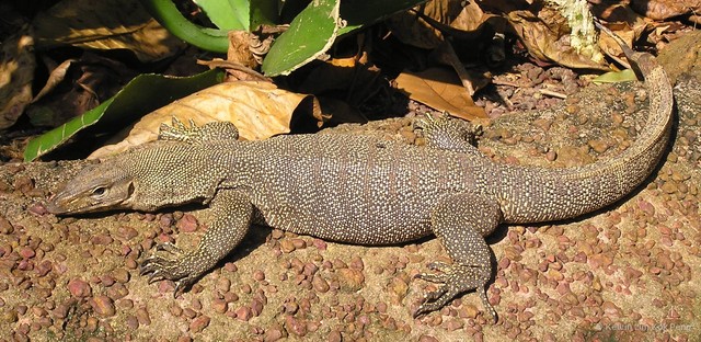 Varanus (Empagusia) nebulosus • © Kelvin Lim Kok Peng • All Rights Reserved