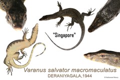 Varanus (Soterosaurus) salvator