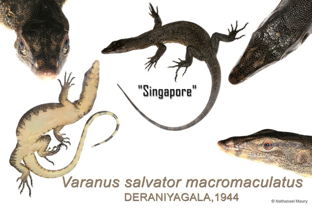 Varanus (Soterosaurus) salvator • © Nathanael Maury • All Rights Reserved