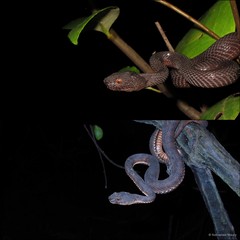 Trimeresurus purpureomaculatus • © Nathanael Maury • All Rights Reserved