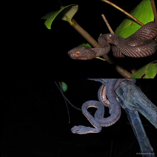 Trimeresurus purpureomaculatus