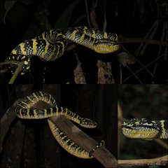 Tropidolaemus wagleri • © Mary-Ruth Low • All Rights Reserved
