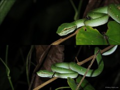 Tropidolaemus wagleri • © Mary-Ruth Low • All Rights Reserved