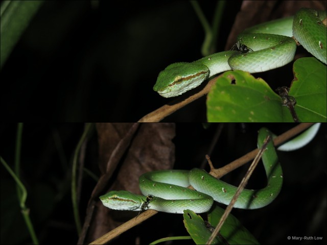 Tropidolaemus wagleri