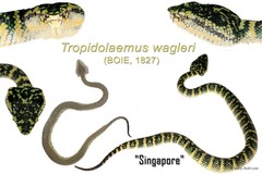 Tropidolaemus wagleri • © Mary-Ruth Low • All Rights Reserved