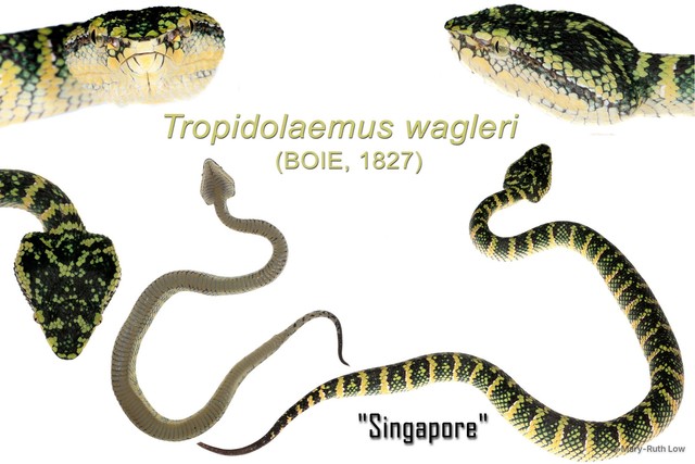 Tropidolaemus wagleri