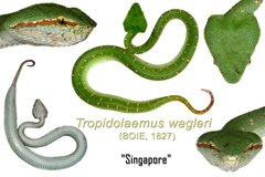 Tropidolaemus wagleri • © Kenneth Chin • All Rights Reserved