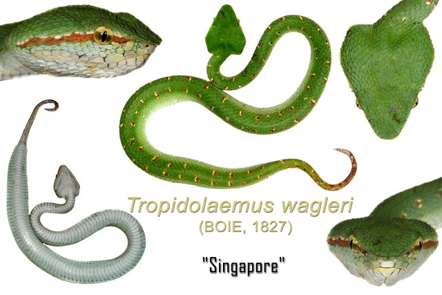 Tropidolaemus wagleri