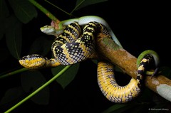 Tropidolaemus wagleri • © Nathanael Maury • All Rights Reserved