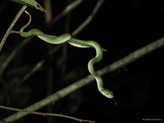 Tropidolaemus wagleri