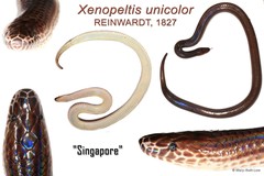Xenopeltis unicolor