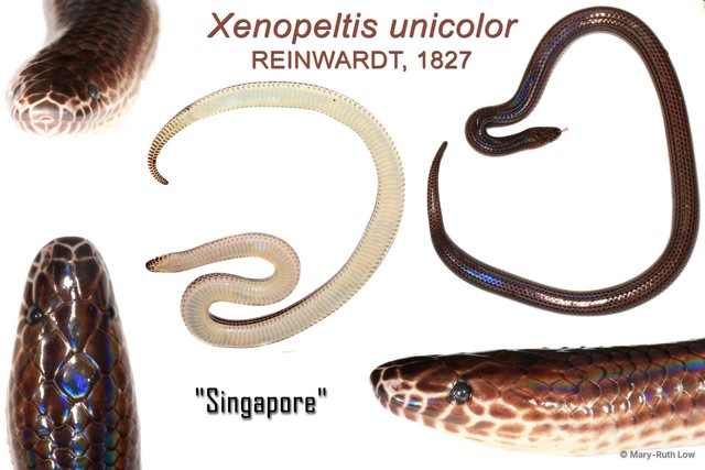 Xenopeltis unicolor • © Mary-Ruth Low • All Rights Reserved