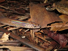 Xenopeltis unicolor • © Nathanael Maury • All Rights Reserved