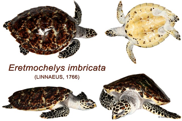 Eretmochelys imbricata • © Nathanael Maury • All Rights Reserved