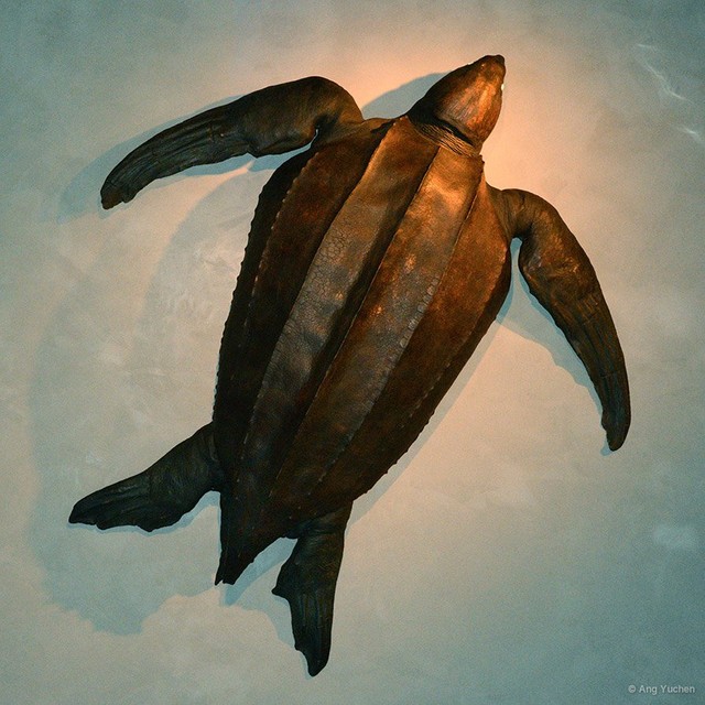 Dermochelys coriacea • © Ang Yuchen • All Rights Reserved