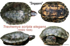 Trachemys scripta elegans