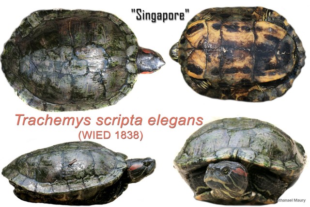Trachemys scripta elegans • © Nathanael Maury • All Rights Reserved