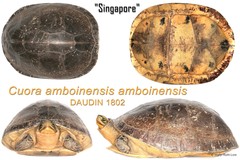 Cuora amboinensis • © Mary-Ruth Low • All Rights Reserved