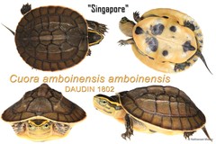 Cuora amboinensis • © Nathanael Maury • All Rights Reserved