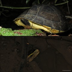 Cuora amboinensis • © Nathanael Maury • All Rights Reserved