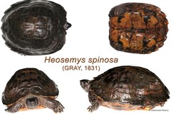Heosemys spinosa