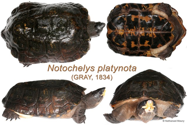 Notochelys platynota • © Nathanael Maury • All Rights Reserved