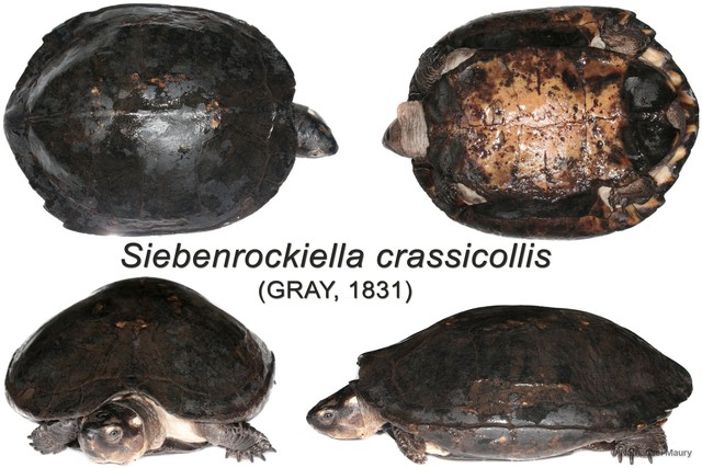 Siebenrockiella crassicollis • © Nathanael Maury • All Rights Reserved