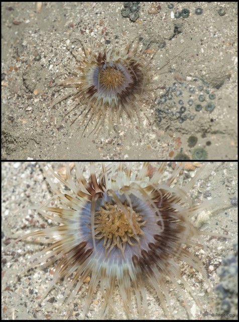 Ceriantharia sp. "01" • © Rene Ong • All Rights Reserved