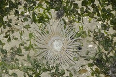 Ceriantharia sp. "02"