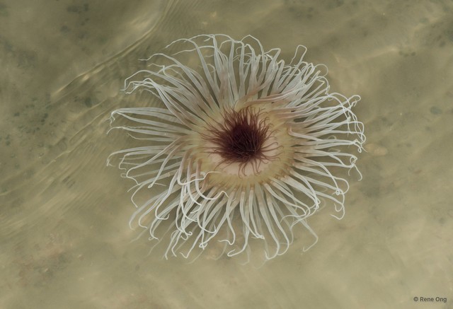 Ceriantharia sp. "04" • © Rene Ong • All Rights Reserved