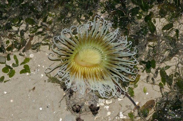 Ceriantharia sp. "05" • © Rene Ong • All Rights Reserved
