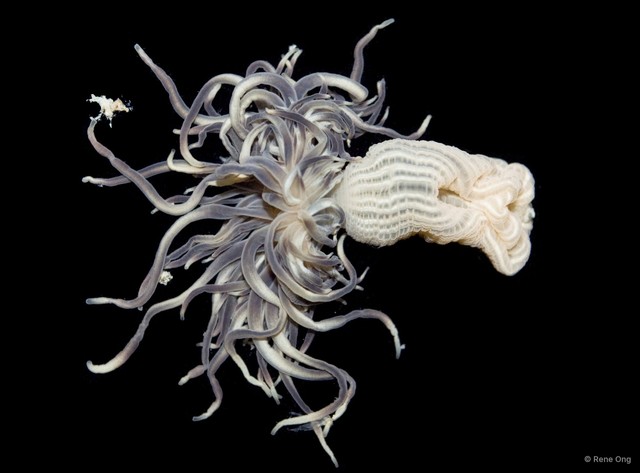 Ceriantharia sp. "07" • © Rene Ong • All Rights Reserved