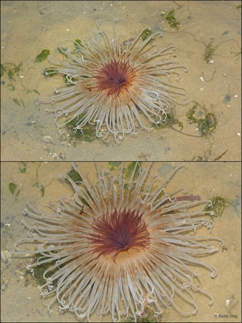Ceriantharia sp. "09" • © Rene Ong • All Rights Reserved