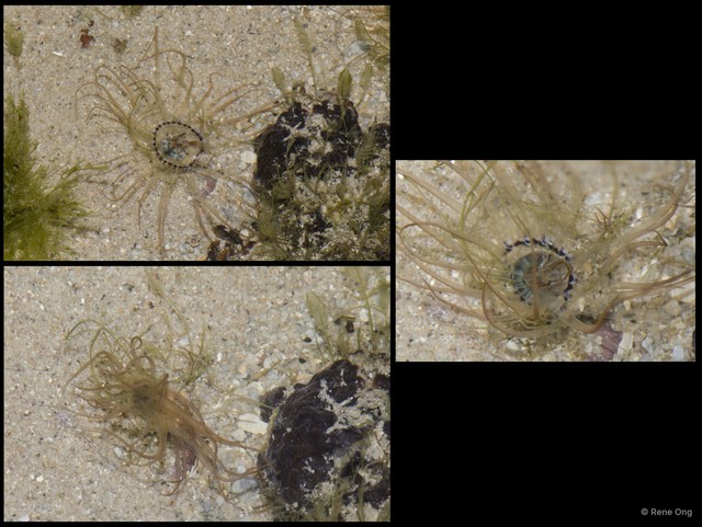 Ceriantharia sp. "10" • © Rene Ong • All Rights Reserved