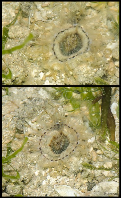 Ceriantharia sp. "11" • © Rene Ong • All Rights Reserved